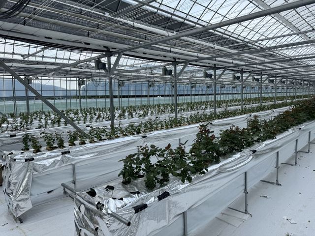 4-손지은 농가 스마트팜