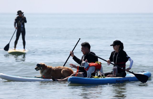 태안 서프독 프로그램 4