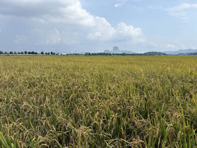 사본 -1 수확을 시작한 '순천 조기햅쌀'