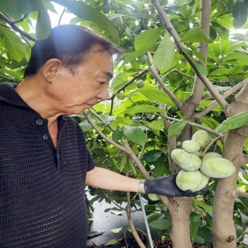 0911 정읍시, 신소득 과수 ‘포포’ 재배 성공)
