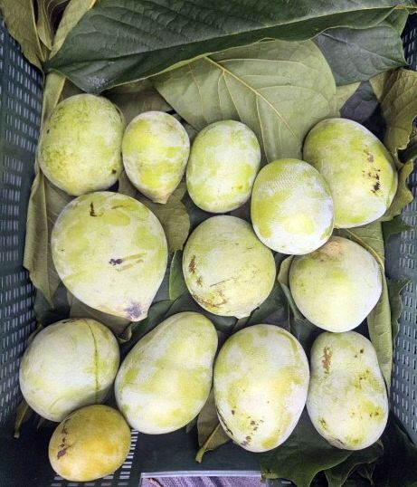 0911 정읍시, 신소득 과수 ‘포포)