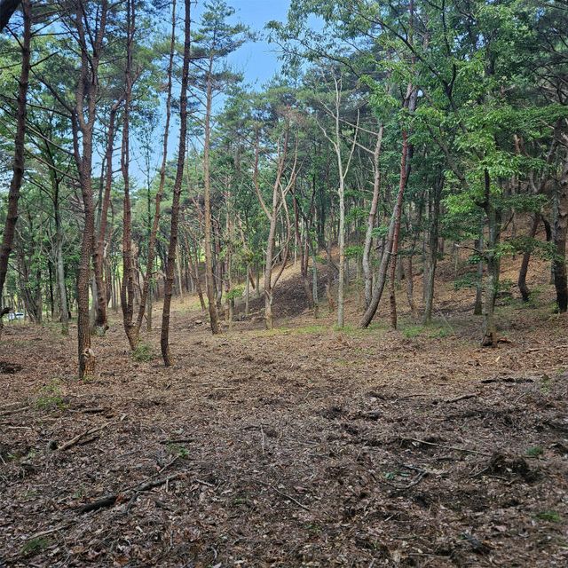 산불예방 숲가꾸기사업 현장1