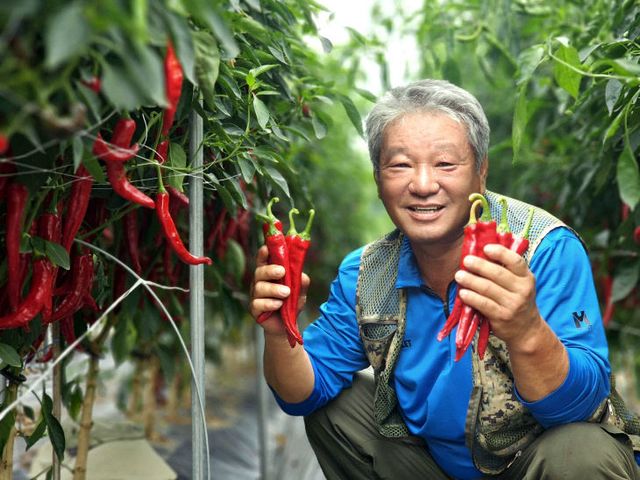 2025 고추품평회에서 대상을 수상한 장연면의 김종복 씨