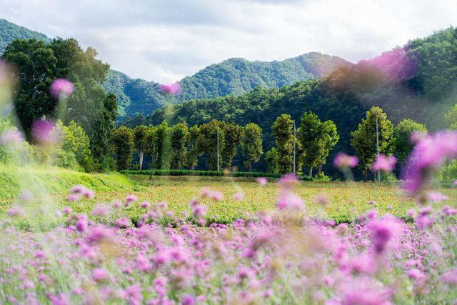 보도 3) 버베나 꽃밭(4)