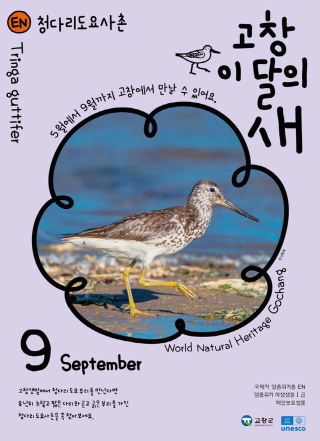 고창갯벌 9월 이달의 새(청다리도요사촌)