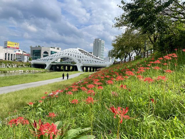 4. 대전천에 흐르는 붉은 물결, 꽃무릇 만개1