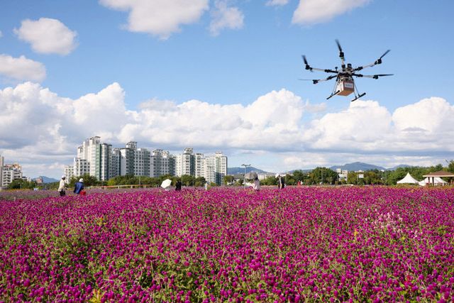 250919_[포토] “천일홍 물결 위를 나는 드론”