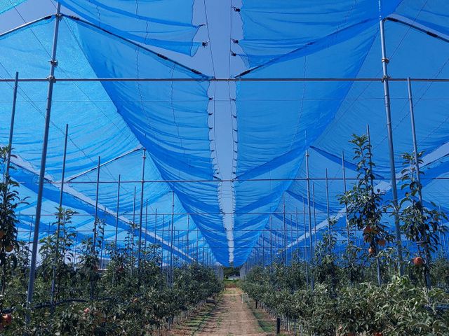 01의성군제공 커튼형 햇빛차단망3