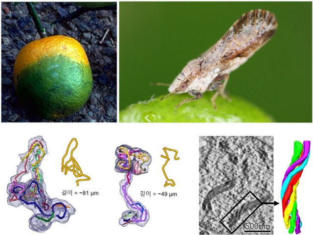 250924-300-(첨부) 부산대 송치홍 교수 연구 이미지