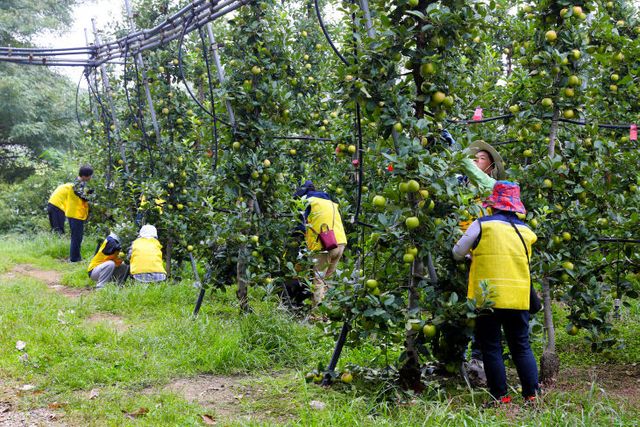 20250926 우리동네농촌마을 과수원 일손돕기2