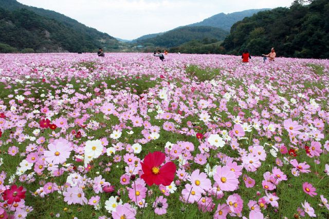 정읍의 가을(구절초정원)