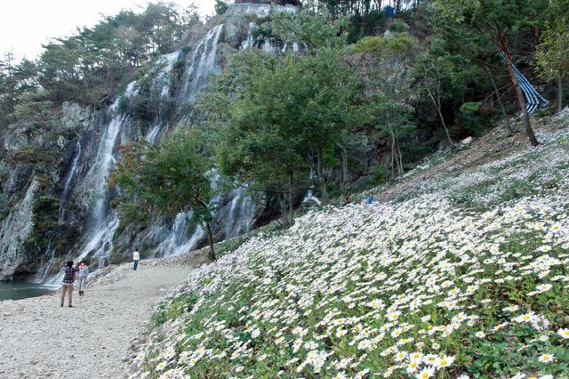 정읍의 가을(구절초정원) (2)