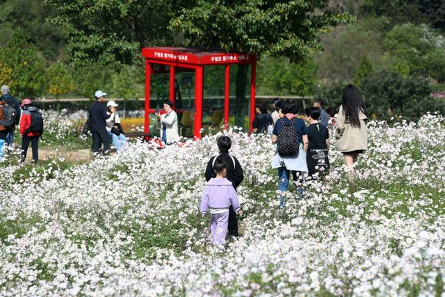 0926 축제는정읍의 가을(구절초꽃축제)