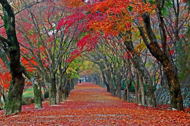 정읍의 가을(내장산)