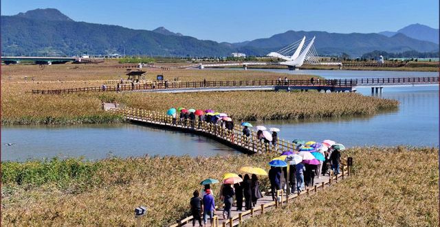 1-강진만 갈대밭-추천
