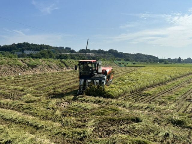 농업정책과(첫 벼베기) (2)