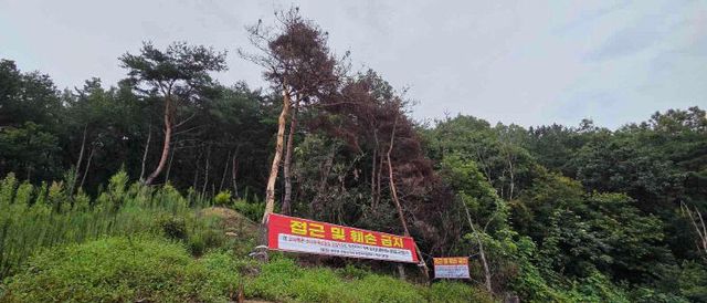 소나무류 반출금지구역 지정(금산군 사진제공)