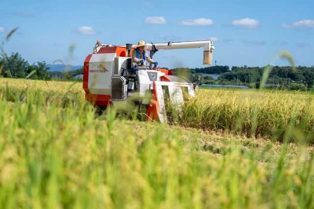 증평군 올해 첫 벼베기(콤바인 운전하는 이재영 군수 3)