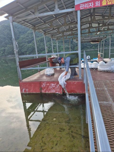 2_음성군, 토종붕어 치어 78만마리 방류(1)