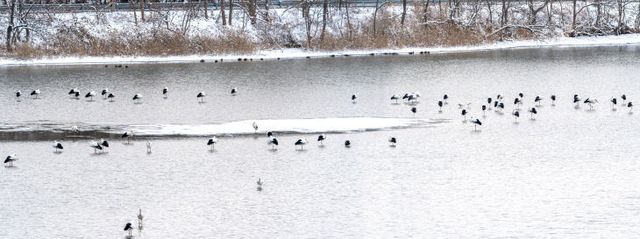 1-33 고창 해리천 황새-풀샷