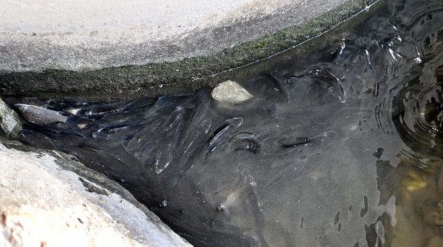 20260112-물고기 이상증세2