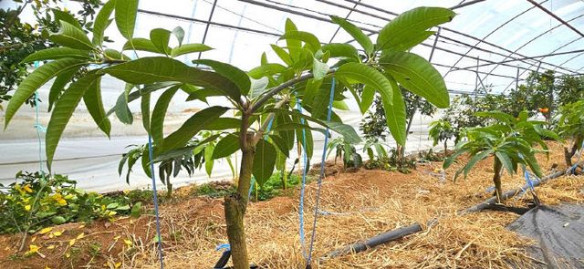 Resized_FB_IMG_1768227895056_277160334468020