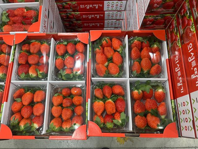 03의성군제공 의성진 딸기2