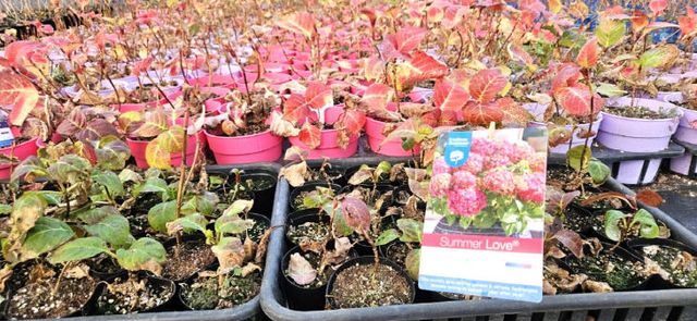 768691020694.1991081834_487993988526759