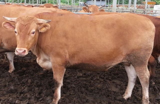 등급이상_출현율_전국_최고_(4)