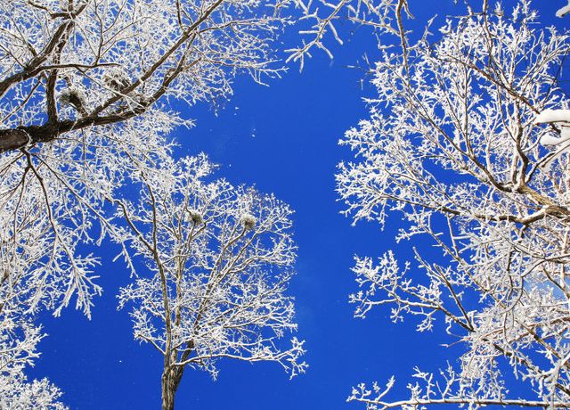 2-4. 사진(하얀 눈 속 자작나무숲 영양의 기적이 되다)