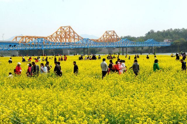 낙동강유채축제