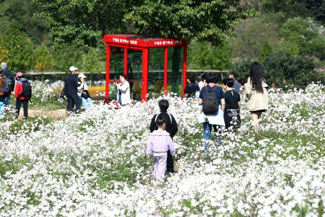 전년 대비 32만 명 ‘껑충’(구절초지방정원) (1)