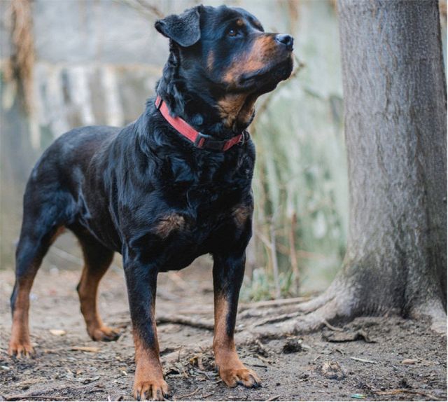 1.30(김해시 맹견사육허)1