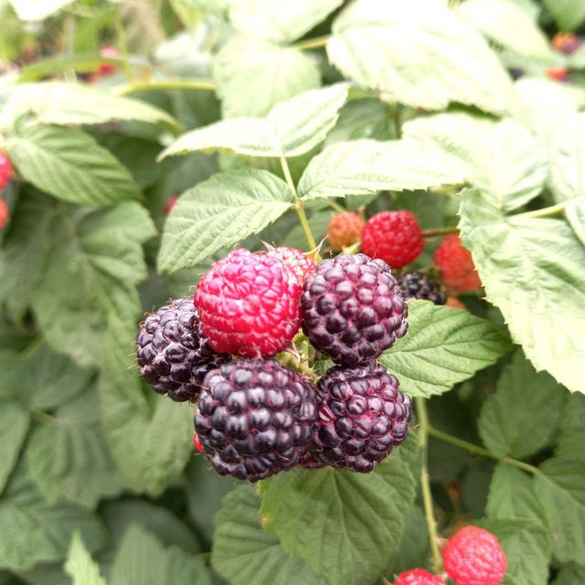 ‘다용도 기능성 첨가제‘ 특허등록(자료사진)