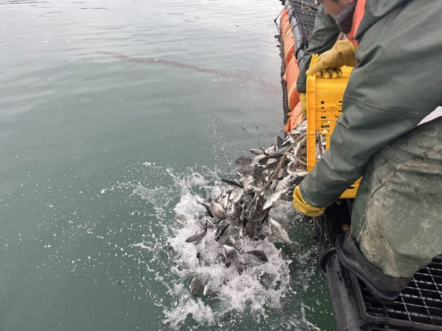 고흥군, 감성돔 52만 마리 긴급 방류 (2)