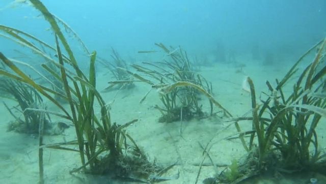 사진은 바닷 속 잘피