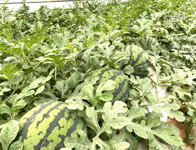 명품수박 포장 사진 (2)