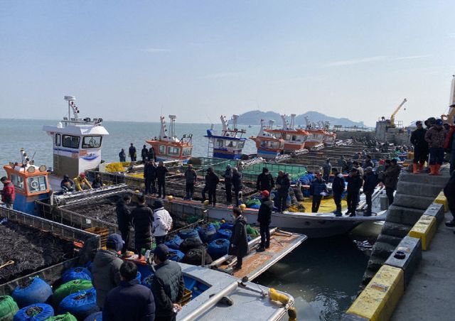 진도 물김 위판 (1)