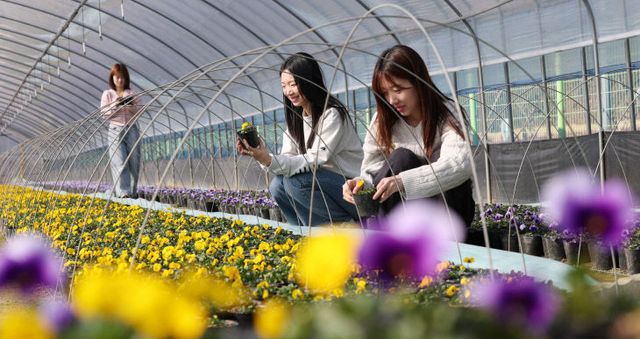 20260219-상소동 양묘장 봄꽃 조성3