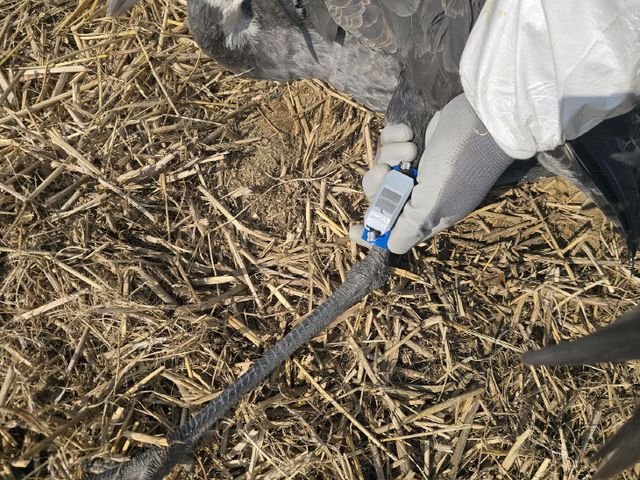 사본 -2 흑두루미 다리에 위치추적기를 부착한 모습