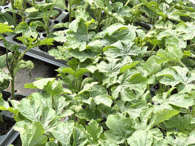 Resized_20260316_132053_17973673344495