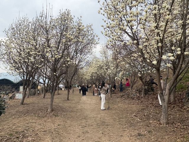 3.18(김해시민의 숲，목련 만개 앞두고 봄나들이객 상황)
