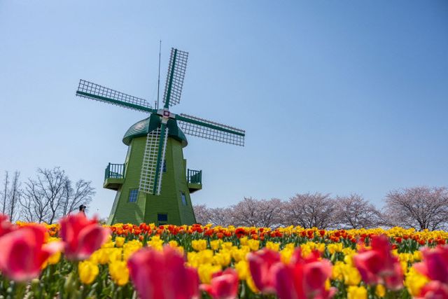 사본 -1 튤립이 만개한 네덜란드 정원(2025년)