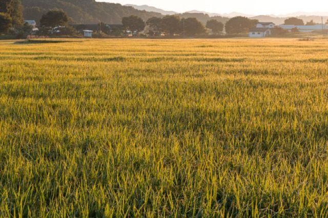 대전시 서구 흑석동-용말강변-서구 블로그