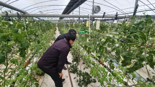 (3.24)담양군, 토마토뿔나방 확산 방지 ‘총력’ (1)