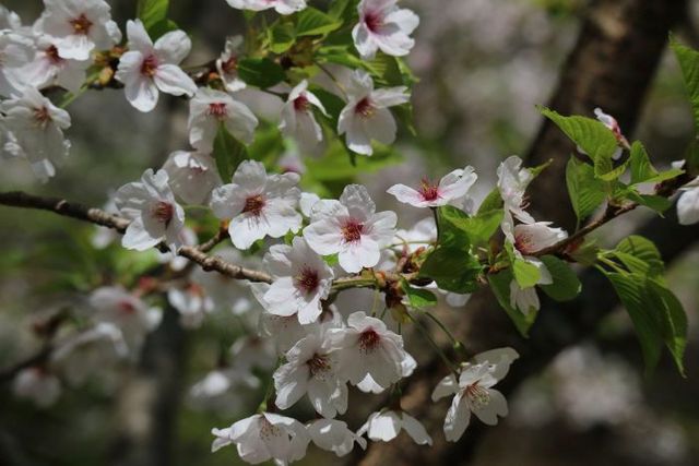 물향기수목원+왕벚나무+전경+2