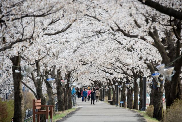 영주-2-1 영주시 서천변 벚꽃길