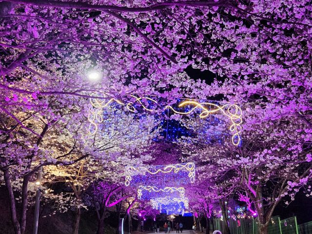 3-129 고창벚꽃축제(야간경관) (1)