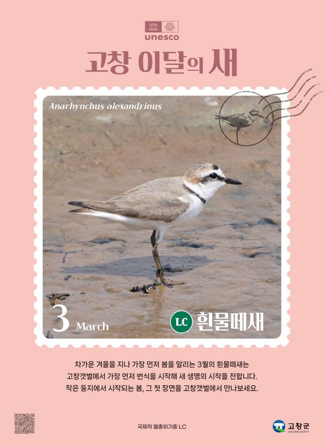 고창갯벌 3월 이달의새(흰물떼새 홍보자료)