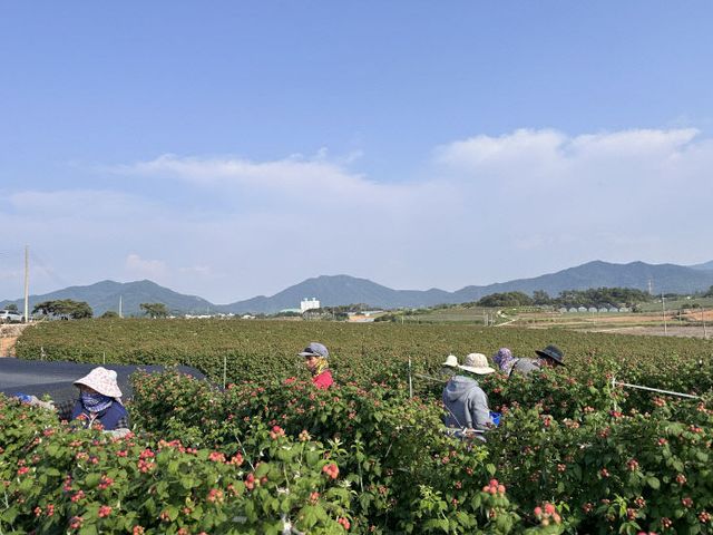 고창 복분자 재배사진